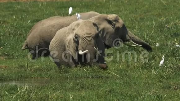 两头大象一起在安博塞利的沼泽里觅食视频的预览图