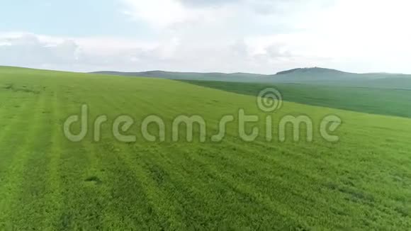 绿田草甸夏季农业俄罗斯小麦视频的预览图
