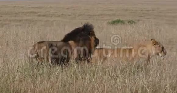 非洲狮子美洲狮配对肯尼亚马赛马拉公园实时视频的预览图