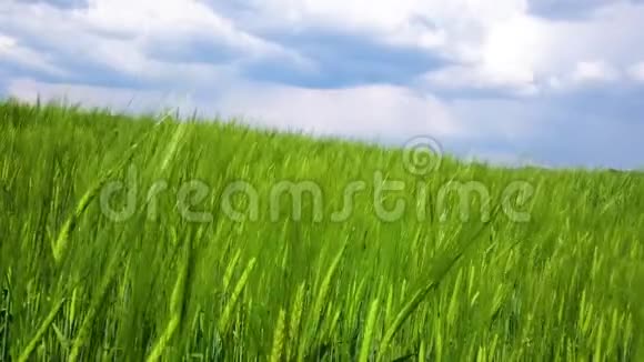绿色的大麦背景是一片蓝白的天空在风中摇曳视频的预览图