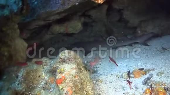 洞穴里的白尖鲨视频的预览图