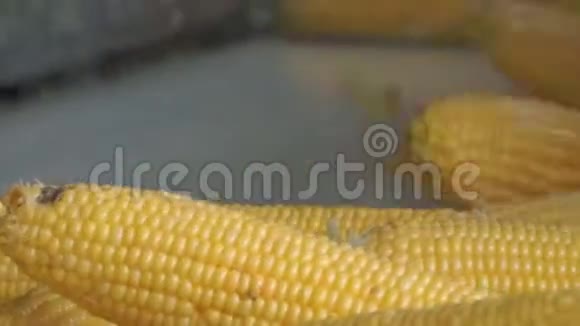 玉米加工厂成熟的黄色玉米穗视频的预览图