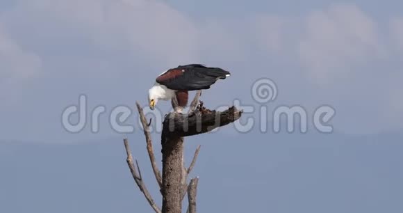 非洲的鱼鹰鸟鸣成年的树顶吃鱼肯尼亚的巴林戈湖实时视频的预览图
