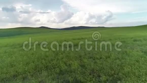 绿田草甸夏季农业俄罗斯小麦视频的预览图