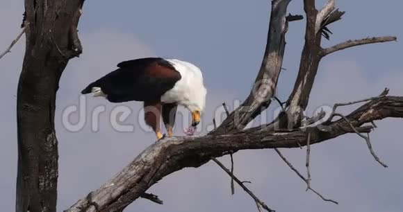非洲的鱼鹰鸟鸣成年的树顶吃鱼肯尼亚的巴林戈湖实时视频的预览图