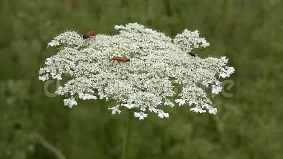 昆虫在一个田野的白色野花上伞形科喝花蜜收集花粉视频的预览图
