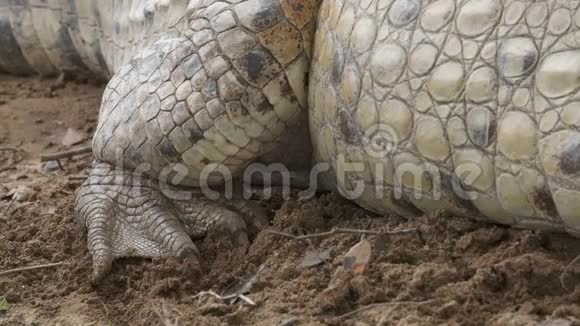 哥伦比亚巨大奥里诺科鳄鱼的后腿视频的预览图