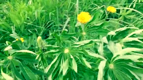 春天的田野植物视频的预览图