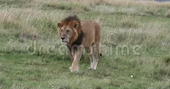 非洲狮子潘特拉里奥雄性在肯尼亚内罗毕公园穿过萨凡纳实时视频的预览图
