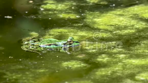 水中常见的欧洲青蛙视频的预览图