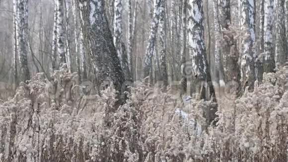 干燥的草在冬天的桦树的背景下随风摇曳视频的预览图