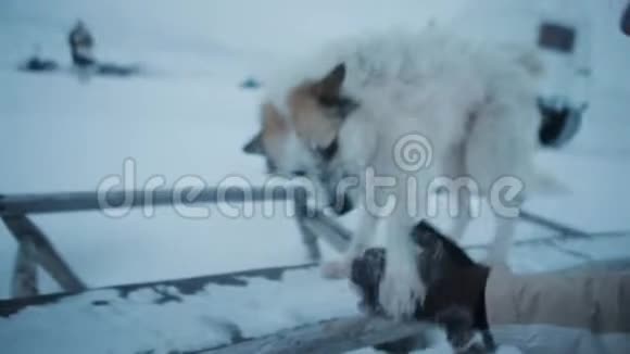 两只无家可归的狗在冻土带的北极地区和游客玩视频的预览图