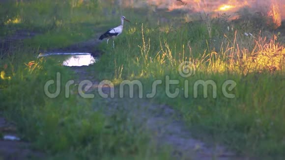 湿地里的大蓝鹭视频的预览图