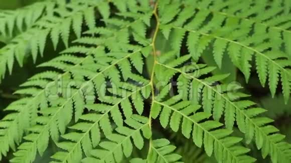 绿蕨茎热带雨林种植乔木视频的预览图