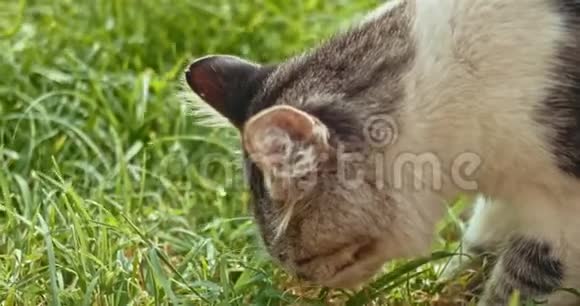 猫吃草视频的预览图