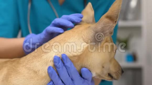 女兽医检查狗耳朵在诊所检查宠物保健卫生视频的预览图