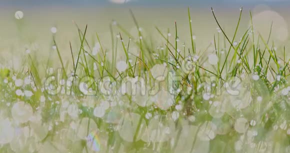 小草上滴着水珠视频的预览图