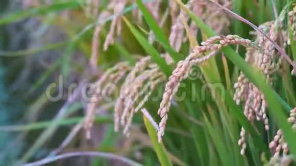 黄色的稻田在风中摇曳清晨黎明时分在台湾原短粒水稻作物秸秆有机农业概念视频的预览图