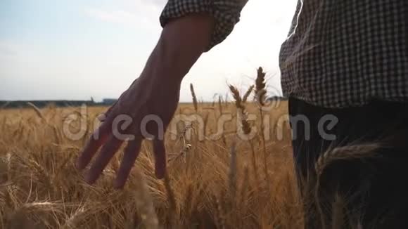 农夫的手在草地上的成熟小麦上移动年轻的农学家穿过大麦地视频的预览图