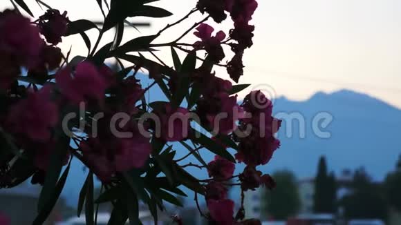 夕阳西下山城花土耳其视频的预览图