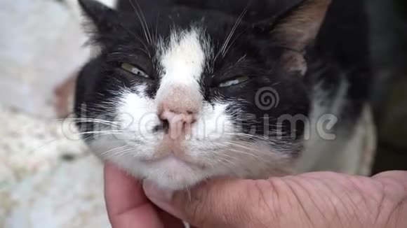 一只猫在抓下巴快乐的生活视频的预览图