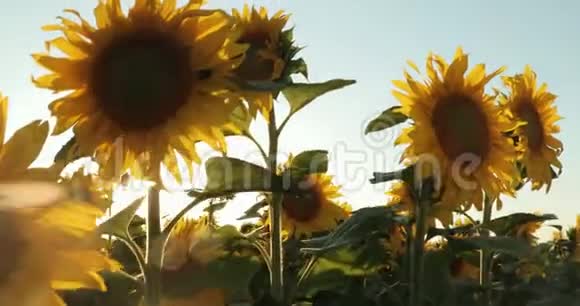美丽的向日葵在田野的自然背景下向日葵绽放晴天节目慢动作视频的预览图