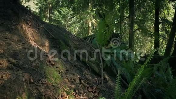 上升坡在阳光森林视频的预览图