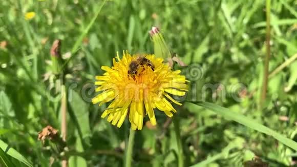 慢动作蜂蜜蜂收集花粉视频的预览图