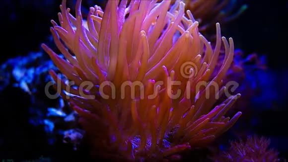 明亮的橙色海葵在水下视频的预览图
