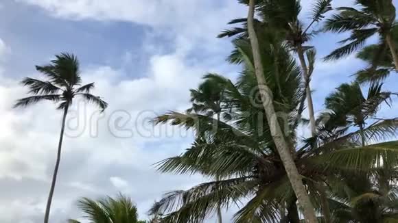在刮风的日子里棕榈树映在蓝天上视频的预览图