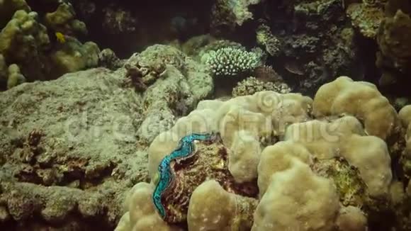 红海礁珊瑚中生长的TridaknaTridacnaMaxima双壳类软体动物视频的预览图