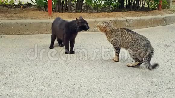 喵喵叫的猫和咆哮的猫互相打架视频的预览图