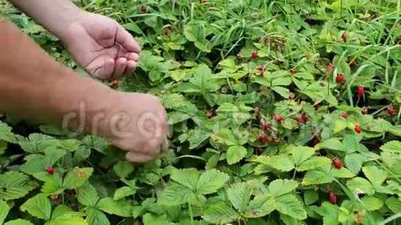 人手在草地上摘野草莓的动作凑近野生草莓浆果采摘野生草莓小浆果视频的预览图