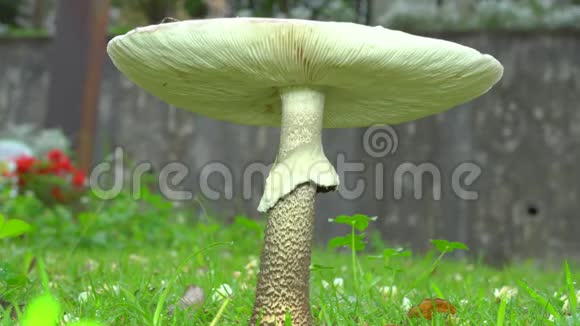 雨中草坪上巨大真菌的特写视频的预览图