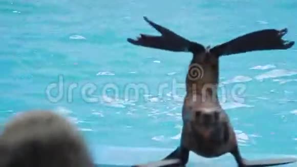 动物园里的毛皮海豹视频的预览图
