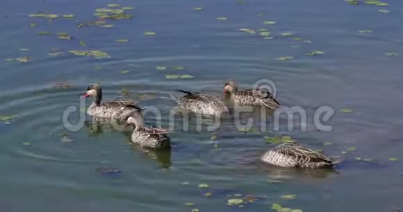 红钻Tealanasrishrorhyncha水上小组肯尼亚内罗毕公园实时视频的预览图
