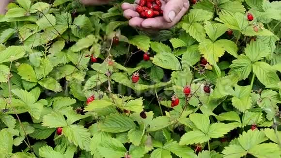 人手在草地上摘野草莓的动作凑近野生草莓浆果采摘野生草莓小浆果视频的预览图