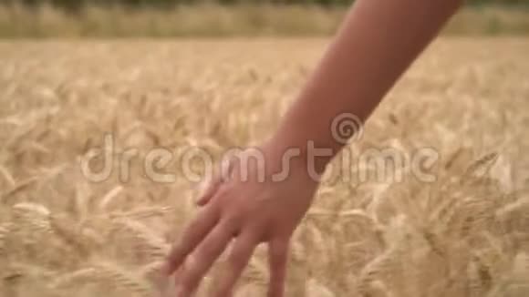年轻的成年妇女或十几岁的女孩子用手触摸一片金黄的大麦玉米或小麦作物的顶端视频的预览图