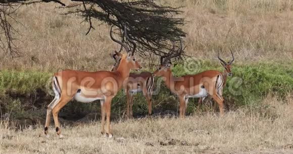 ImpalaaepycerosMelampus肯尼亚内罗毕公园萨凡纳的雄性群体实时视频的预览图