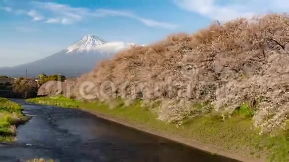 富士山及樱花时间流逝视频的预览图