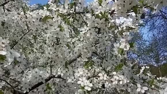 春暖花开梅树白色的花在风中摇摆视频的预览图