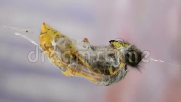 蜘蛛网上的黄蜂视频的预览图