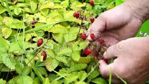 人手在草地上摘野草莓的动作凑近野生草莓浆果采摘野生草莓小浆果视频的预览图