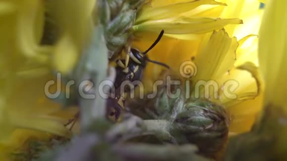 绿叶上的大黄蜂极端接近宏观镜头视频的预览图