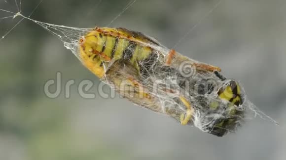 蜘蛛网上的黄蜂视频的预览图