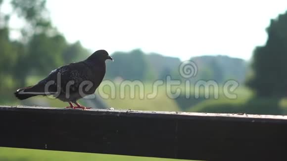 特写鸽子坐在栅栏上动作缓慢视频的预览图