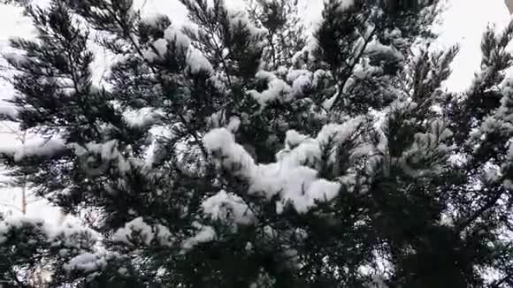 白雪覆盖的树枝视频的预览图