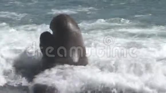 大象海豹在波涛汹涌中战斗视频的预览图