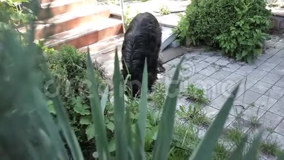 黑狗溜进院子吃食物在灌木丛上撒尿视频的预览图