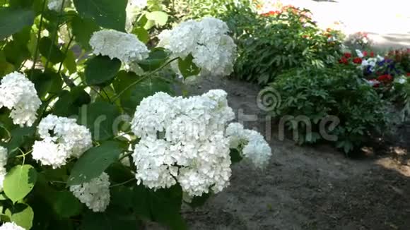 公园里白色绣球花盛开的灌木视频的预览图